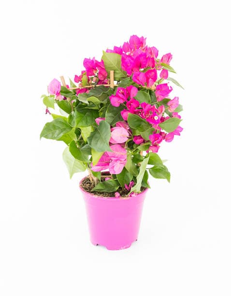 Bougainvillea Glabra (Multi-Color Cluster)