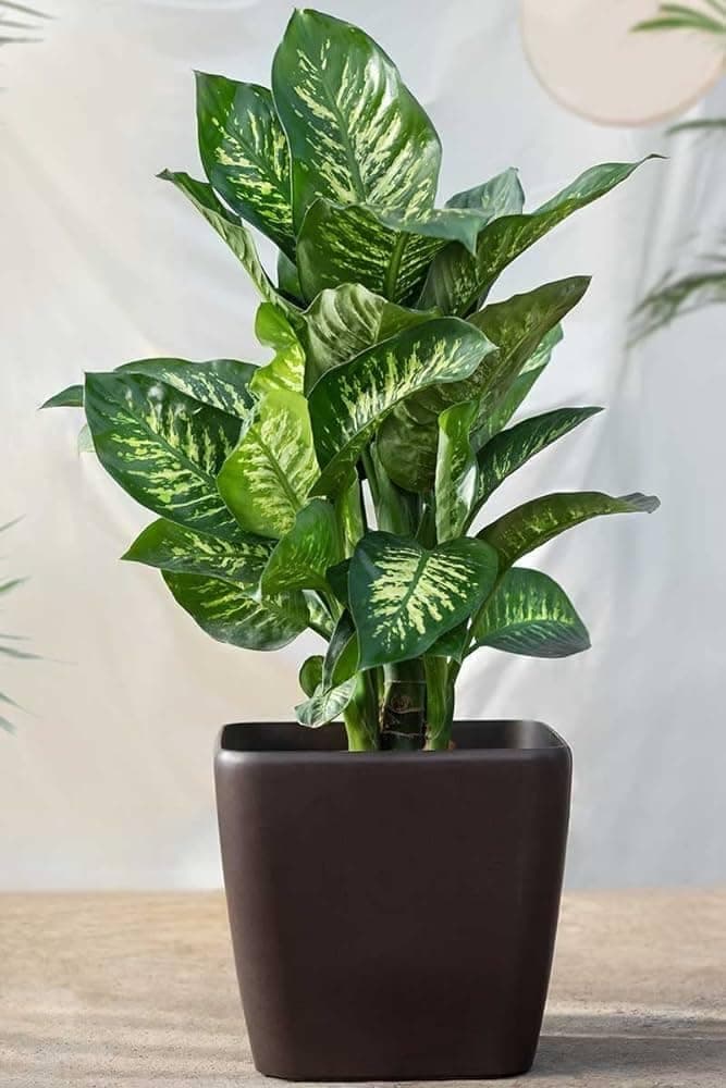 Dieffenbachia Plant (Dumb Cane)